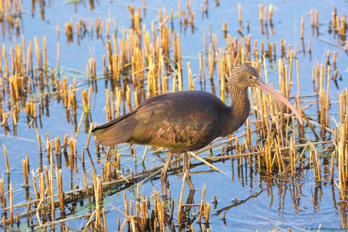 Glossy Ibis