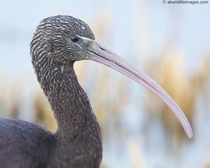Glossy Ibis