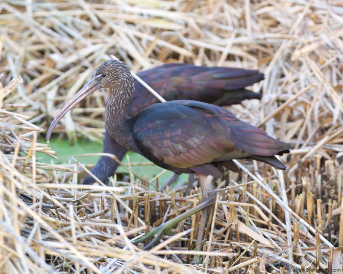 Glossy Ibis