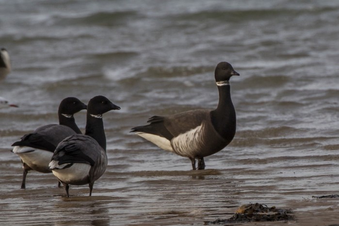 Black Brant