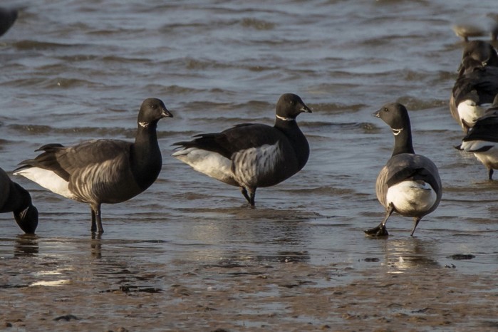 Black Brant
