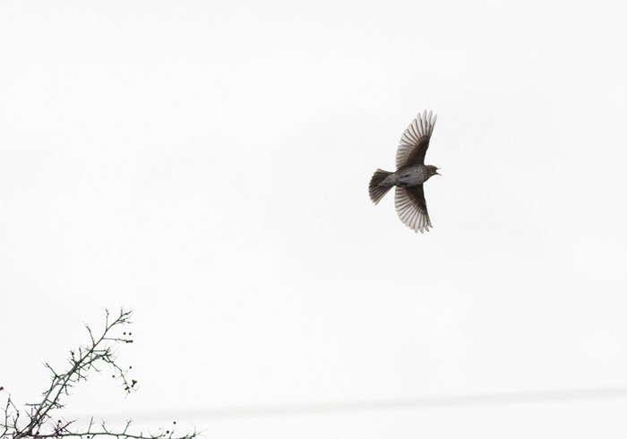 Black-throated Thrush