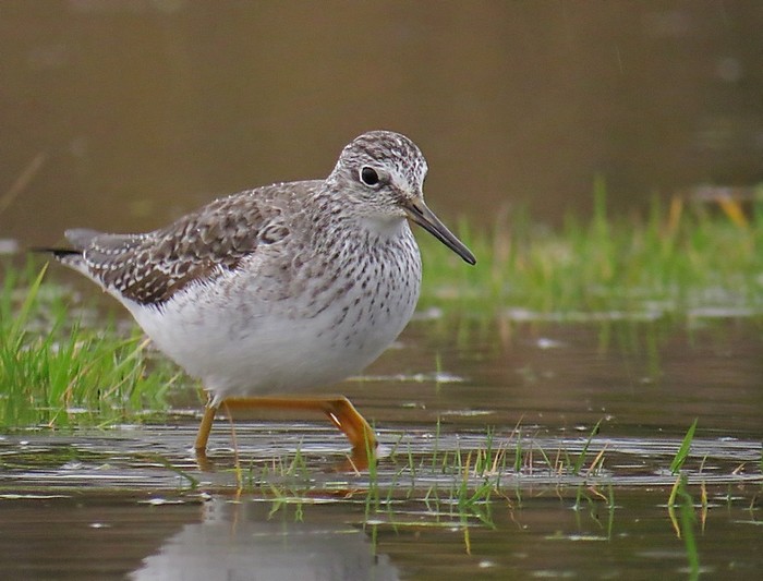 Lesser Yellowlegs