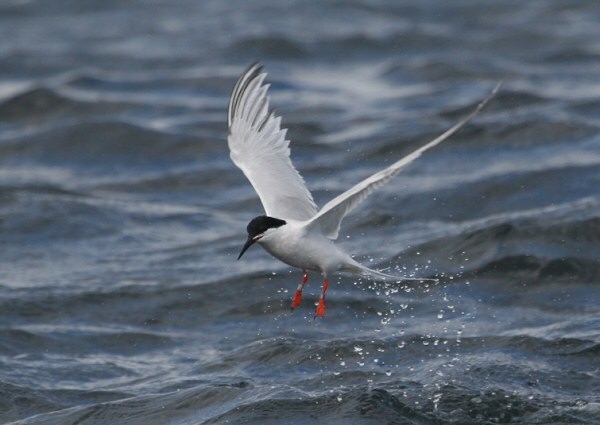 Roseate Tern
