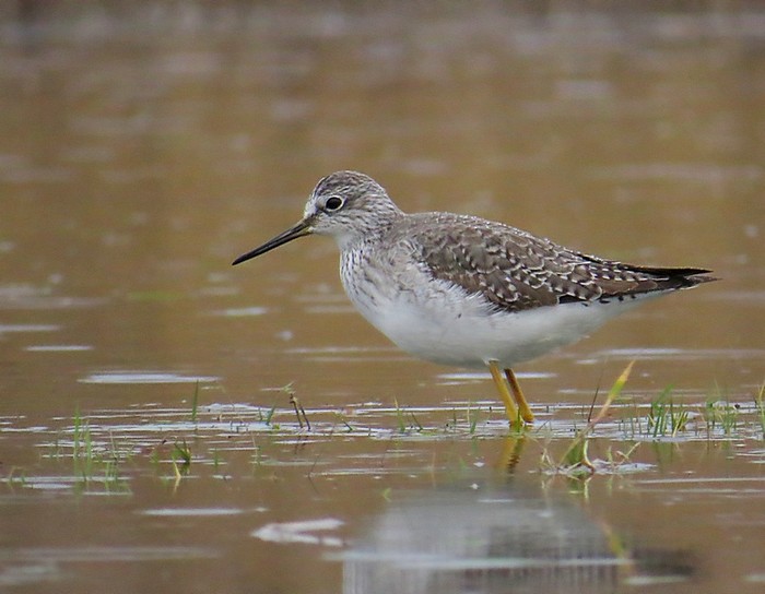 Lesser Yellowlegs