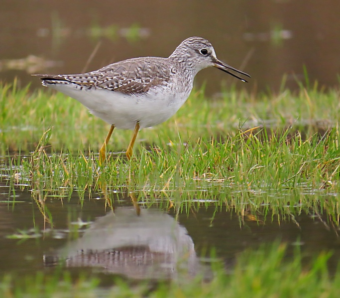Lesser Yellowlegs