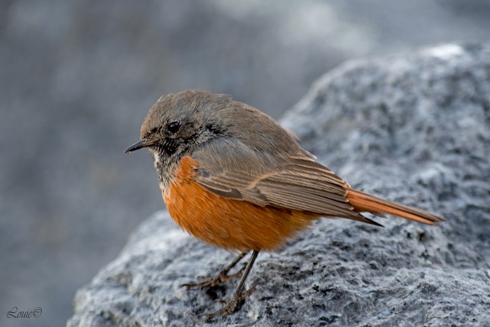 Eastern Black Redstart