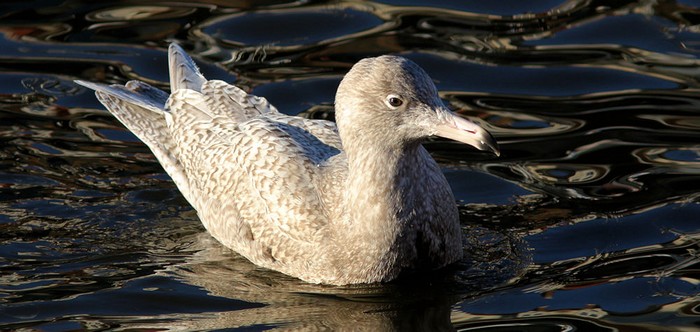 Glaucous Gull