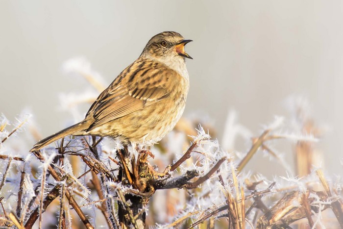 Dunnock