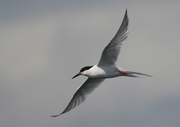Roseate Tern