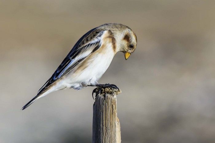 Snow Bunting