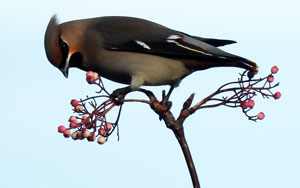 Waxwing