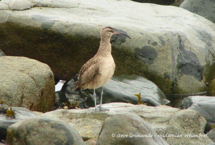 Hudsonian Whimbrel