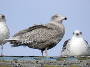 Glaucous Gull