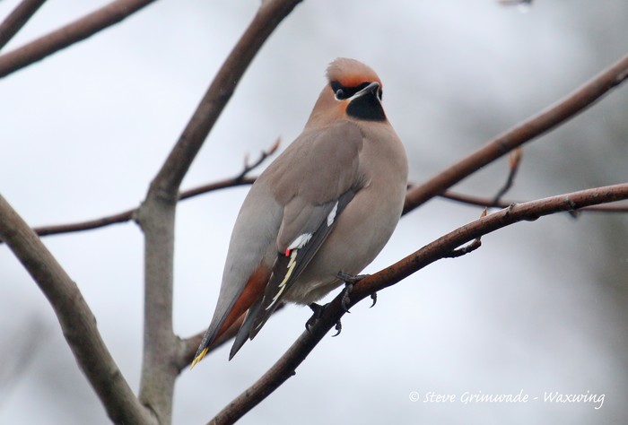 Waxwing
