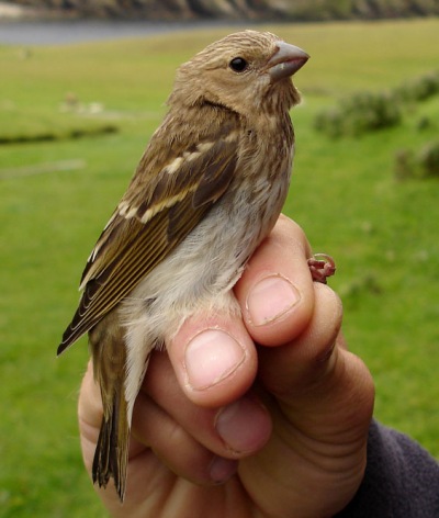 Common Rosefinch