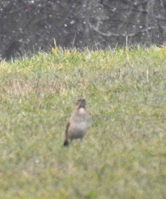 Black-throated Thrush