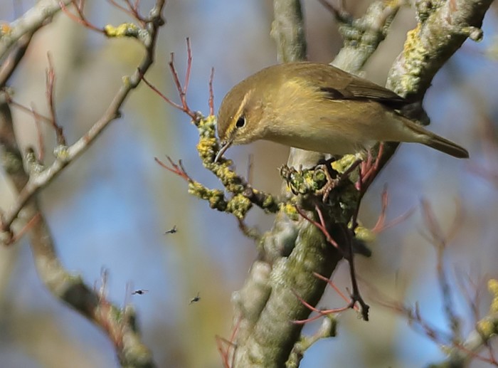 Chiffchaff