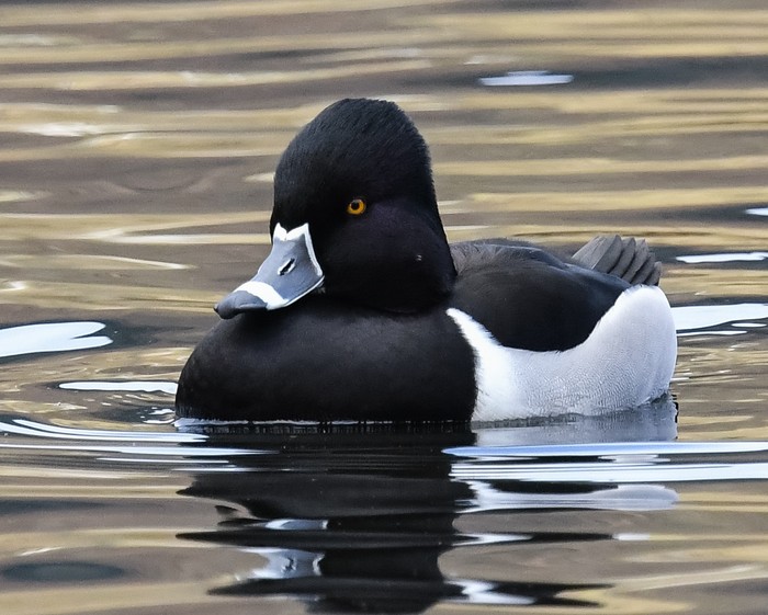 Ring-necked Duck
