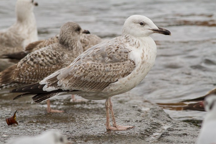Caspian Gull