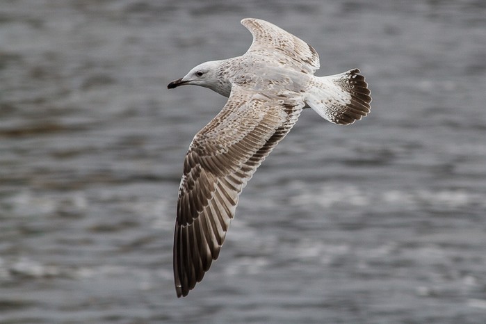 Caspian Gull