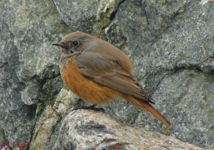 Eastern Black Redstart