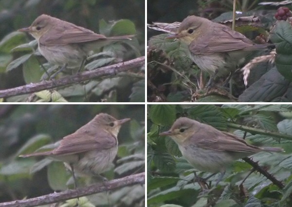 Melodious Warbler