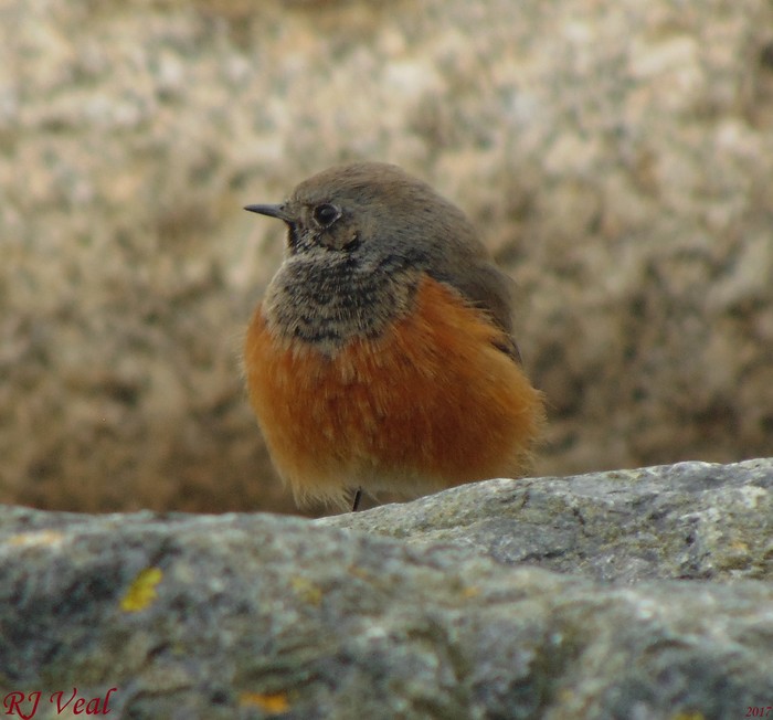 Eastern Black Redstart