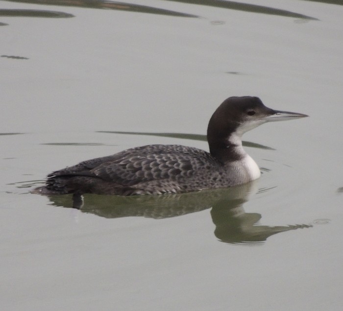 Great Northern Diver