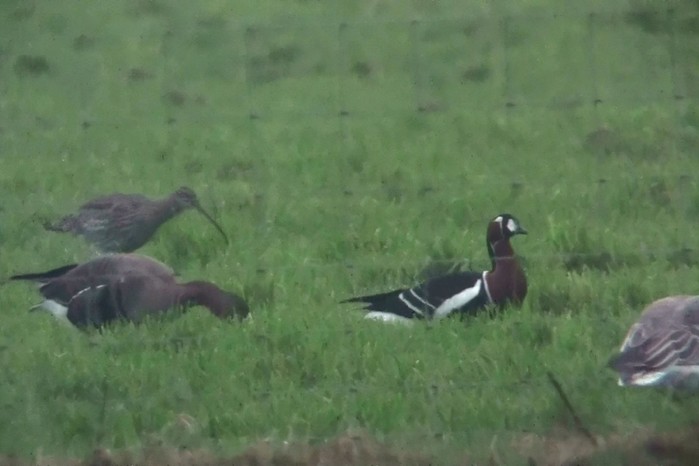 Red-breasted Goose