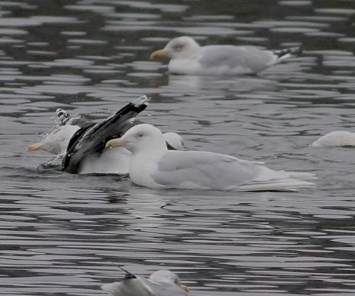Glaucous Gull