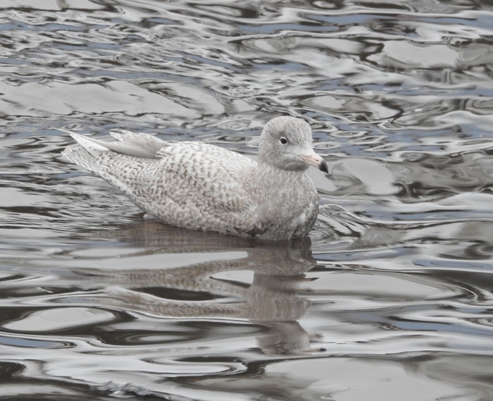 Glaucous Gull