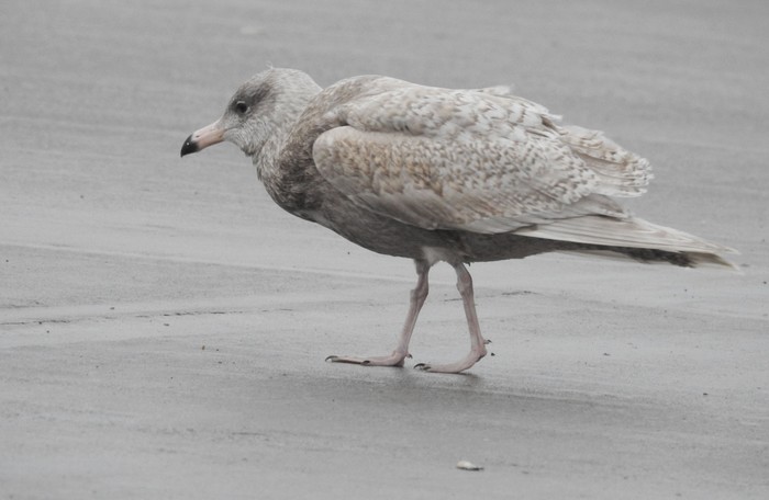 Glaucous Gull