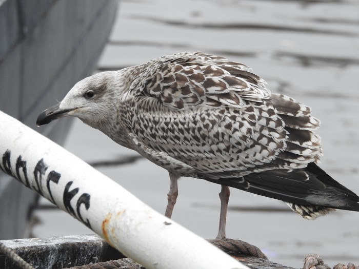 Great Black-backed Gull