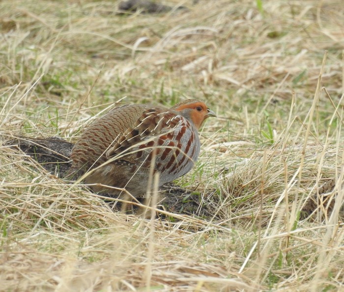 Grey Partridge