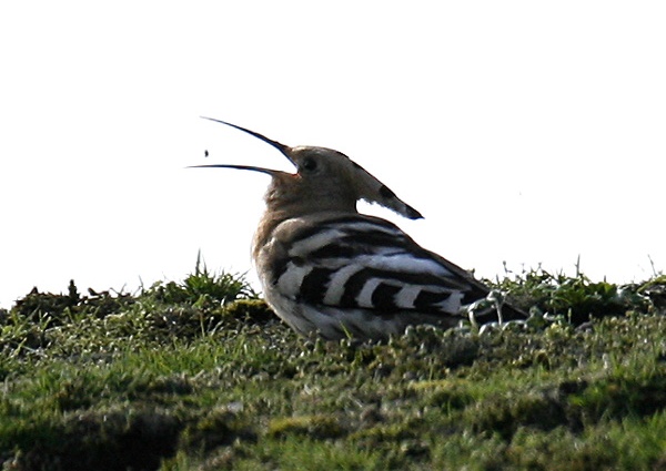 Hoopoe
