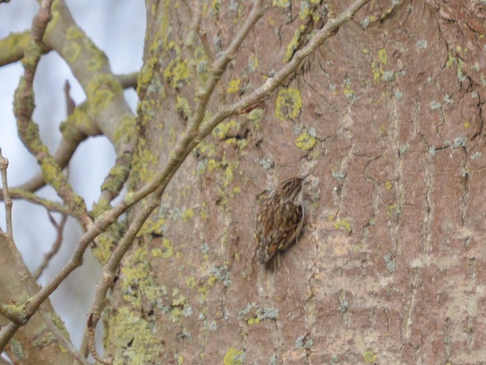 Treecreeper