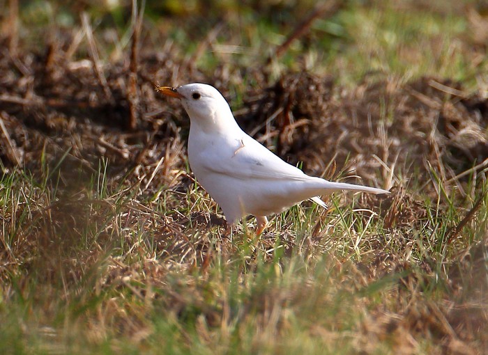 Blackbird