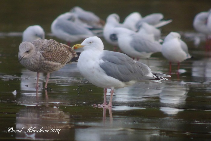 Herring Gull