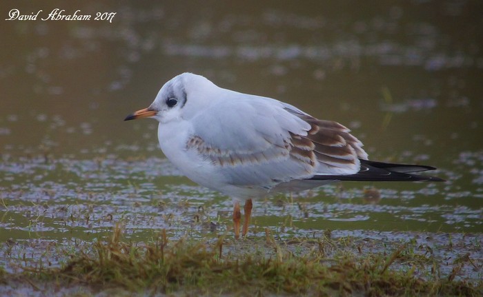 Black-headed Gull