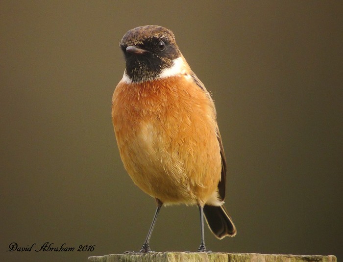 Stonechat