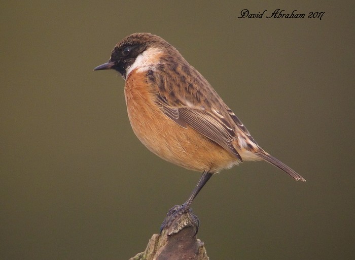 Stonechat