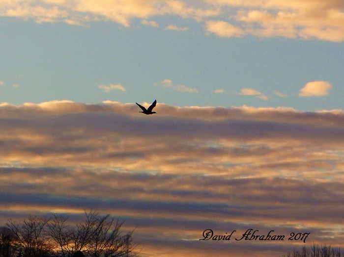 Cormorant