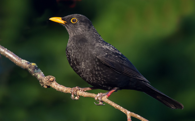 Blackbird