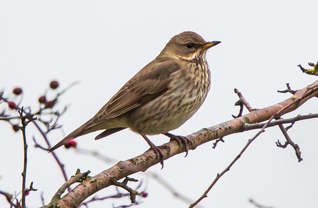 Black-throated Thrush