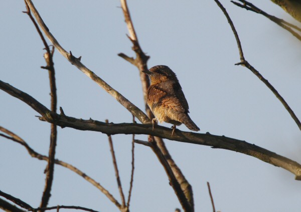 Wryneck