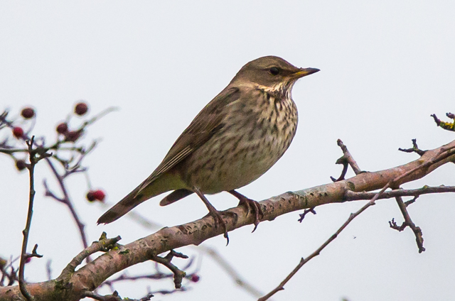 Black-throated Thrush