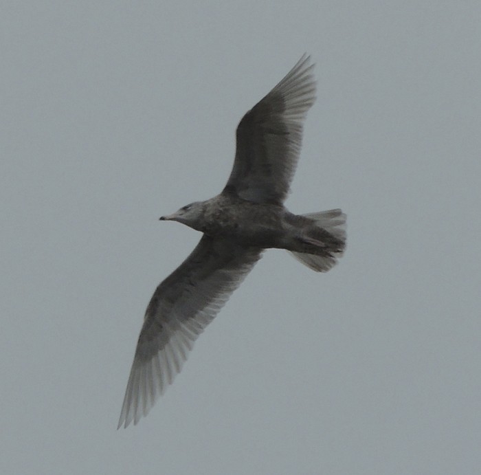 Glaucous Gull