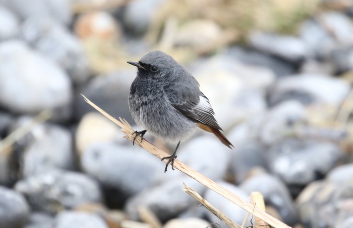 Black Redstart