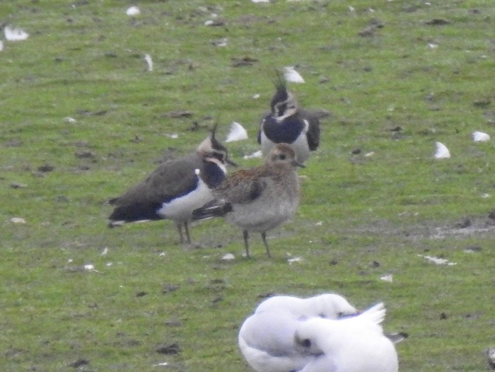 Golden Plover
